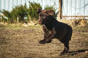 Photo №4. I will sell labrador retriever in the city of St. Petersburg. from nursery - price - 536$