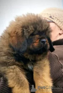 Additional photos: Tibetan Mastiff puppies