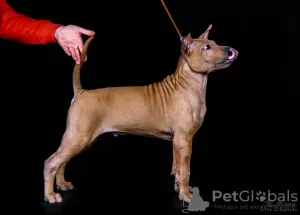 Photo №2 to announcement № 9926 for the sale of thai ridgeback - buy in Russian Federation from nursery