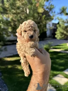 Additional photos: Miniature Poodle and Toy Poodle