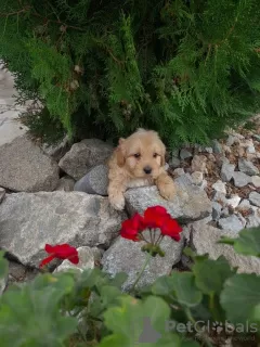 Additional photos: Labradoodle puppies