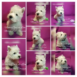 Photo №3. West Highland White Terrier puppies from Import Champion's grandson maker. Of. Ukraine