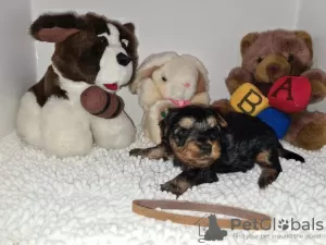 Additional photos: Beautiful Pedigree Yorkshire Terrier Pups