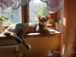 Photo №4. I will sell abyssinian cat in the city of Майдаково. private announcement - price - 179$