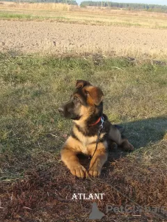 Additional photos: German shepherd puppies