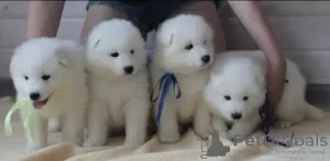 Photo №1. samoyed dog - for sale in the city of Бург | 188$ | Announcement № 130031