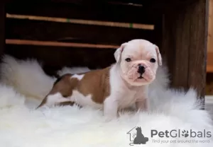 Photo №3. Smart English Bulldog Puppy For Sale. Germany