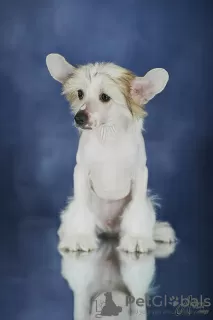 Photo №3. Chinese crested dog. Latvia