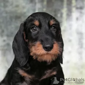 Photo №1. dachshund - for sale in the city of Москва | 716$ | Announcement № 119604