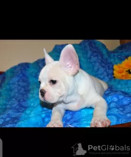 Additional photos: French Bulldog puppies ready