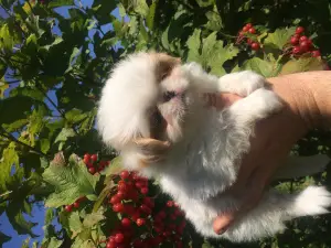 Additional photos: Kids japanese chin