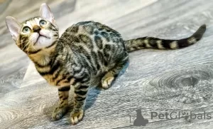 Photo №2 to announcement № 117224 for the sale of bengal cat - buy in Belarus private announcement, from nursery, breeder