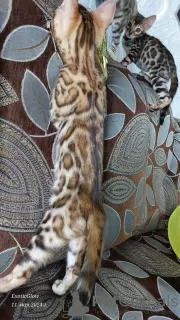 Photo №2 to announcement № 102778 for the sale of bengal cat - buy in Belarus from nursery