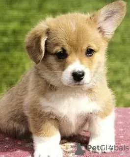 Photo №2 to announcement № 112257 for the sale of welsh corgi - buy in Germany private announcement