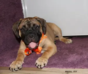 Photo №4. I will sell bullmastiff in the city of Москва. from nursery - price - 410$