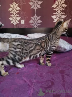 Additional photos: Cloud bengal boy