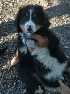 Photo №4. I will sell bernese mountain dog in the city of Le Lion-d'Angers. breeder - price - 1743$