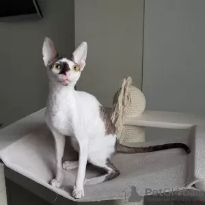 Additional photos: Cornish Rex girl, 5.5 months