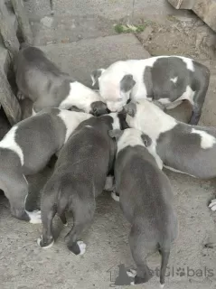 Additional photos: Blue American Staffordshire Terrier puppies