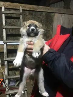 Photo №3. Caucasian Shepherd Puppies. Russian Federation