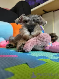 Additional photos: Miniature Schnauzer