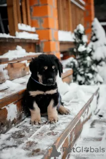 Photo №2 to announcement № 80869 for the sale of buryat-mongolian wolfhound - buy in Russian Federation private announcement