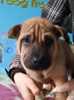 Additional photos: Shar Pei puppies