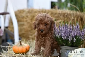 Photo №3. Miniature poodle. Serbia