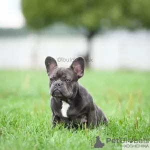 Photo №4. I will sell french bulldog in the city of Москва. from nursery - price - 1350$