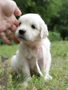 Additional photos: golden retriever puppies