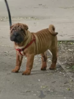 Photo №2 to announcement № 52635 for the sale of shar pei - buy in Russian Federation private announcement