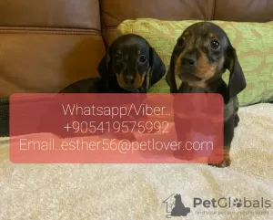 Photo №1. dachshund - for sale in the city of Dalarna | negotiated | Announcement № 47612