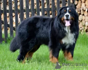 Additional photos: Bernese Mountain Dog Puppy