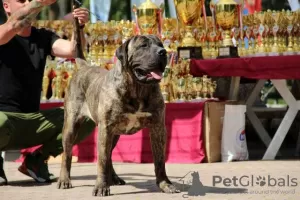 Additional photos: Dogo Canario - Presa Canario puppies