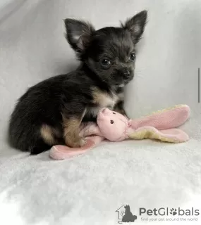 Photo №1. chihuahua - for sale in the city of Hammersbach | 317$ | Announcement № 98465