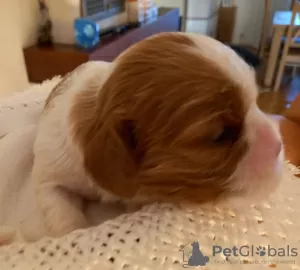 Additional photos: Cavalier Kings Charles Spaniel Puppies