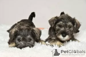 Photo №2 to announcement № 108794 for the sale of standard schnauzer - buy in Serbia 