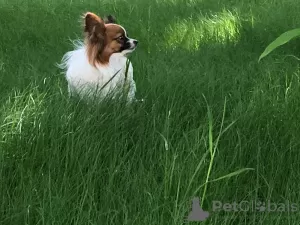 Additional photos: Papillon puppies