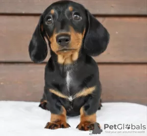 Additional photos: dachshund puppy