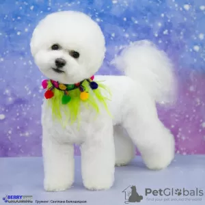 Photo №1. bichon frise - for sale in the city of Москва | negotiated | Announcement № 76416