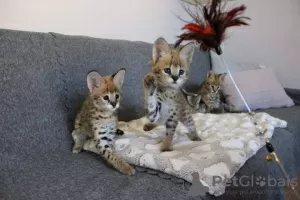 Photo №1. savannah cat - for sale in the city of Léon | 898$ | Announcement № 83579