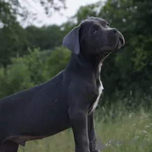 Photo №1. cane corso - for sale in the city of Лида | 629$ | Announcement № 11097