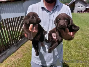 Photo №3. Labrador Retriever, chocolate brown litter. Serbia