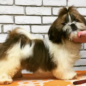 Photo №4. I will sell shih tzu in the city of Gomel. from nursery - price - Negotiated