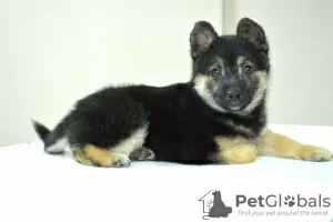 Photo №3. Puppy Jackie, 4 months old, is urgently looking for a home. Belarus