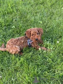 Additional photos: Puppy toy poodle redbrown