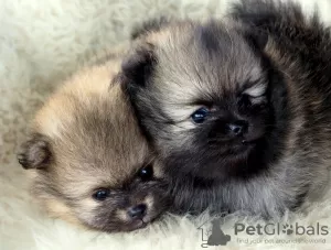 Additional photos: BEAUTIFUL POMERANIAN MINIATURE SPOT