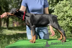 Photo №3. Doberman puppies. Belarus