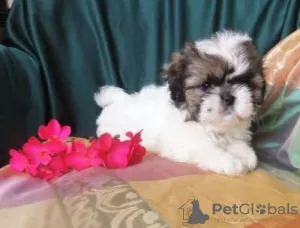 Photo №4. I will sell shih tzu in the city of Lisbon.  - price - negotiated