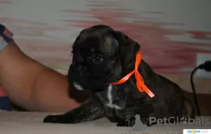 Additional photos: German boxer puppies